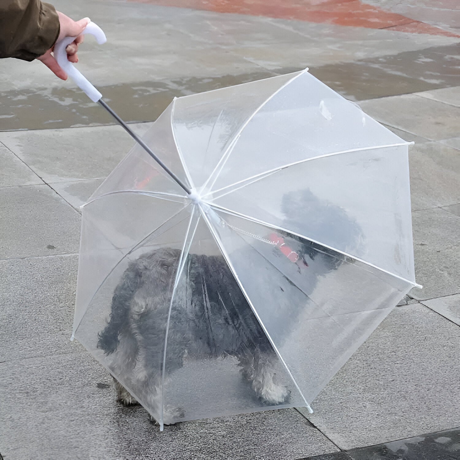 Paragua para mascota portátil, mantén a tu peludo libre de la lluvia